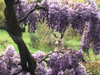 Kangaroo framed by our wisteria.