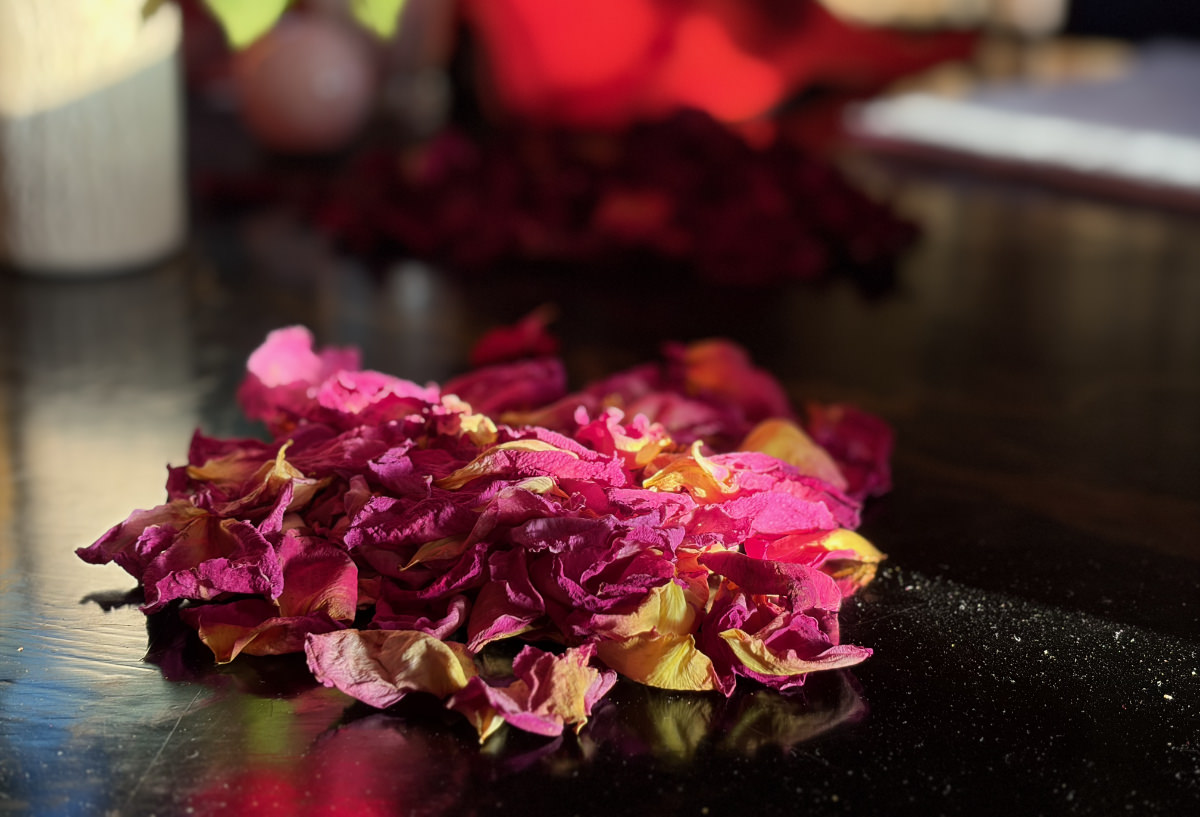Sun streaming in onto rose petals.
